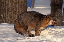 Eastern grey fox growling in snow (Urocyon cinereoargenteus) Minnesota USA