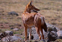 Simien jackal {Canis simensis} Sanetti plateau Ethiopia