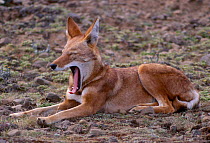 Simien jackal yawning {Canis simensis} Sanetti plateau Ethiopia