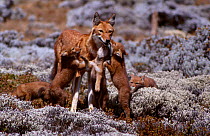 Simien jackal cubs greeting mother (Canis simensis) Sanetti plateau Ethiopia