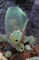 Tunicates - mixed species. (Rhopalaea sp) Indo Pacific