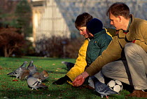 Grey squirrel being hand fed in the park (Sciurus carolinensis) Edinburgh Scotland UK