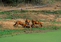 Dhole pack (Cuon alpinus) on Sambar kill. Nhole NP South India