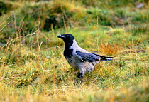 Hooded crow (Corvus corone cornix) Scotland, UK