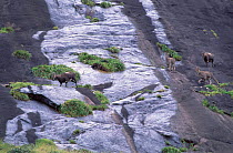 Nilgiri tahr on rock face {Hemitragus hylocrius} Eravikulam NP Kerala India