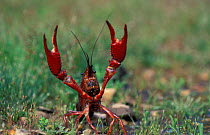 Louisiana swamp crayfish (Procamburus clarkii) Germany