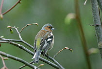Male Chaffinch perched. (Fringilla coelebs) Kent, UK.