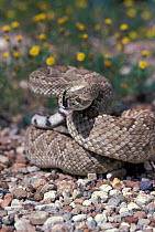 Mojave rattlesnake strike posture {Crotalus scutulatus} Arizona USA