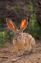 Black tailed jack rabbit (Lepus californicus) Arizona USA