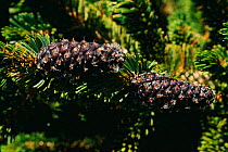 Bristlecone pine tree cones (Pinus aristata) California USA. White Mountain