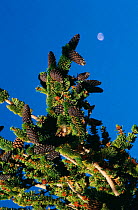 Bristlecone pine tree with cones, (Pinus aristata) White Mountain California USA