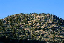 Ancient Bristlecone pine woodland (Pinus aristata) White Mountain, California USA