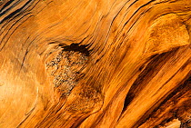 Bristlecone pine tree wood (Pinus aristata) White Mountain California USA