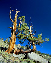 Bristlecone pine, ancient tree (Pinus aristata) White Mountain, California USA