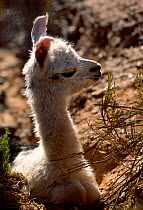 Newborn Llama calf {Llama glama} Andes Argentina
