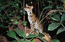 Margay (Felis wiedi) Panama - wild but habituated