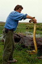 Yellow anaconda held by J Waters (Eunectes notaeus) Ibera marshes NR Argentina