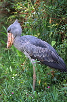 Shoebill / Whale headed stork (Balaeniceps rex) Uganda captive
