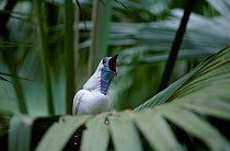 Bare throated bellbird calling {Procnias nudicollis} Loudest bird in world. Brazil