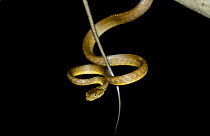 Brown tree snake {Boiga irregularis} responsible for bird extinction on Guam