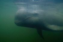 Long finned pilot whale (Globicephala malaena) Florida USA beached whale in captivity
