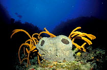 Sponges (Axinellida) Caribbean