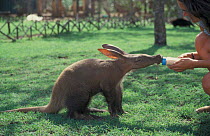 Aardvark orphan being bottle fed (Orycteropus afer) Kenya,