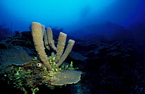 Sponge on coral reef, Caribbean