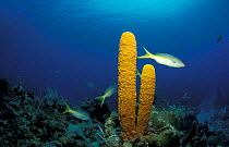 Yellow tube sponge {Aplysina fistularis} Snapper fish. Caribbean