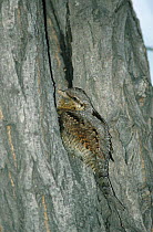 European wryneck camouflaged on tree trunk (Jynx torquilla) UK
