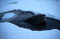 Bowhead whale at blow hole {Balaena mysticetus} Arctic