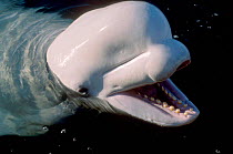 White / beluga whale (Delphinapterus leucas) captive
