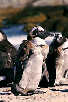 Black footed / Jackass Penguins (Spheniscus demersus} adult penguin during moult S. Africa.