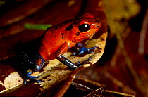 Strawberry poison arrow frog {Drobates pumilio} Costa Rica