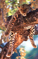 Male Leopard resting in tree {Panthera pardus} S Luangwa NP Zambia