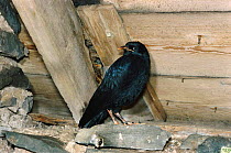 Juvenile chough in barn (Pyrrhocorax pyrrhocorax) Islay Scotland
