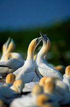 Gannet colony. Courtship. (Morus bassana) Canada St Lawrence Gulf quebec