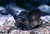 Flightless cormorant feeds chick (Nannopterum harrisi) Galapagos Fernandina Is.