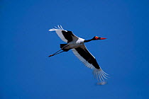 Saddlebill stork flying (Ephippiorhynchus senegalensis) Moremi WR Botswana