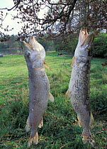 Dead pike hung from tree by angler (Esox lucius)