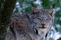 Canadian lynx {Lynx lynx canadensis) Captive Nova Scotia Canada