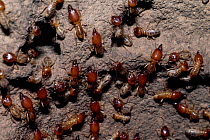 Termites in nest {Isoptera} Kenya