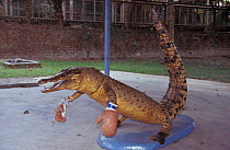 Stuffed crocodile at crocodile farm. Sabah Malaysia.