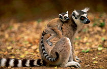 Ring-tailed lemur with young (Lemur catta) Berenty PR Madagascar