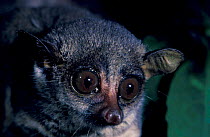 Demidoff bushbaby head portrait (Galago demidoff) Epulu Ituri Rainforest Reserve