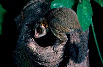 Demidoffs bushbaby in rainforest (Galago demidoff) Epulu Ituri Dem Rep Congo