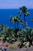 Latan palms {Latania loddigesii} Hurrican palms. Round Is Mauritius