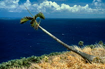 Bottle palm {Hyophorbe amaricauli} bent over by wind Round Is Mauritius.