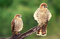 Mauritius kestrel fledglings (Falco punctatus) Mauritius 50-days-old