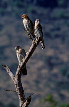 Mauritius kestrel fledglings. (Falco punctatus) Mauritius 55-days-old